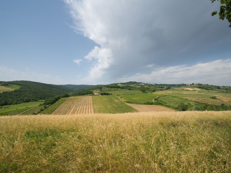 Azienda Agricola Casanuova - le colline della tenuta