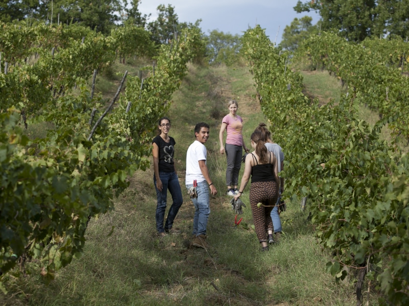 Vigneti di / Vineyards at Pompone e Pola Farm, Gambassi Terme