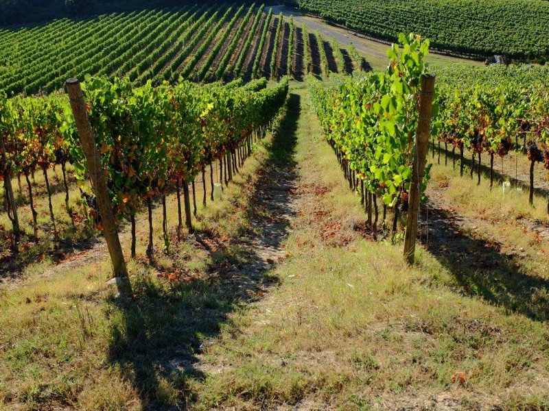 Vigneti di / Vineyards at Agriturismo Girasole, Gambassi Terme