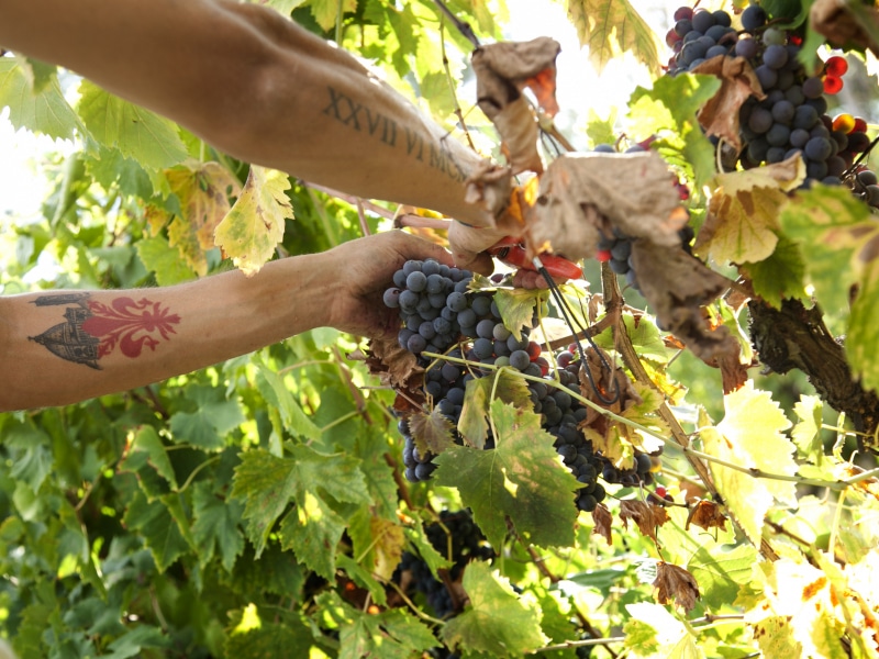 Agriturismo Pompone e Pola - la vendemmia