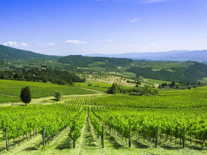 Gambassi Terme - I Vigneti della Tenuta Corbucci