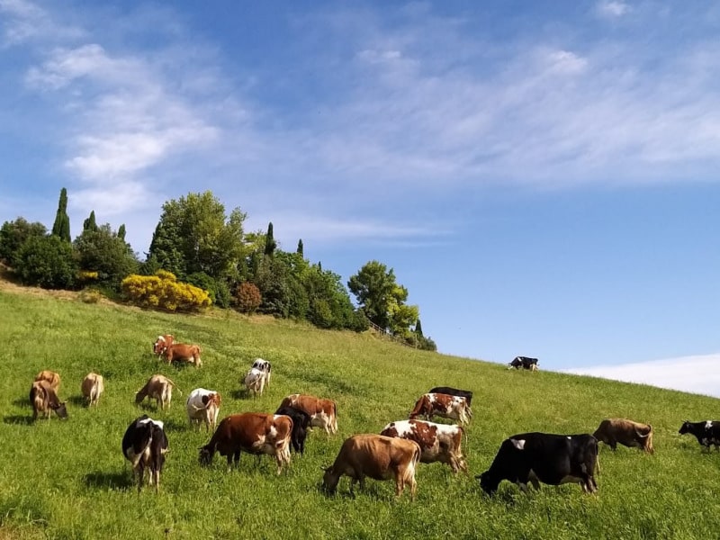 Poggio di Camporbiano - Mucche al pascolo