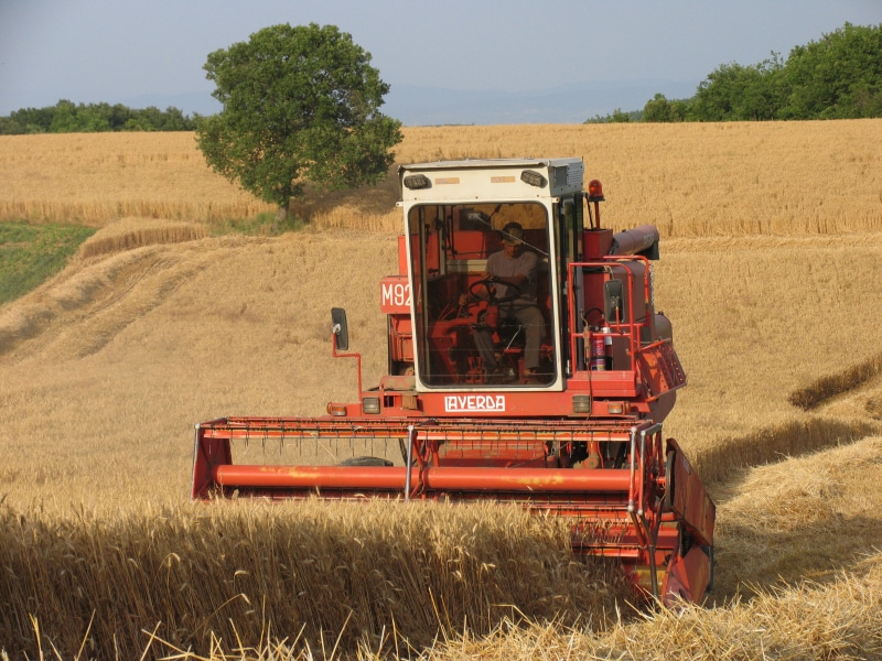 Poggio di Camporbiano - Mietitura del grano