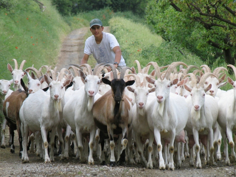 Poggio di Camporbiano - Pastore e capre