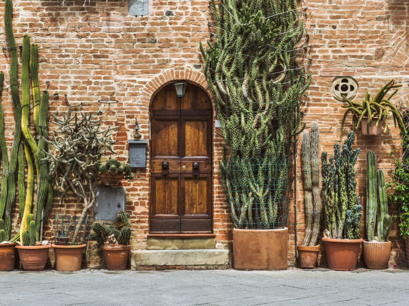 Gambassi-Terme_Giardini-Verticali_Cactus