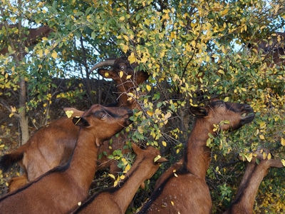 capreefoglie