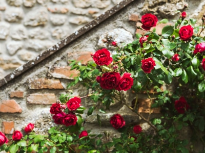 Pietralta_Flowers