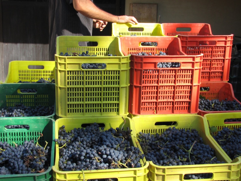 Gambassi Terme Azienda Agricola Pietralta Vendemmia