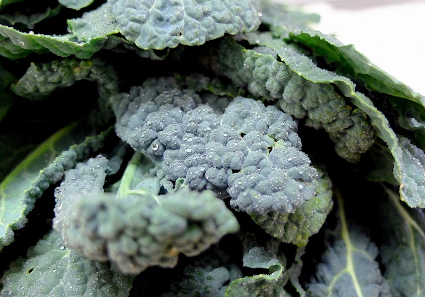 Cavolo Nero di Poggio ai Grilli, Gambassi Terme