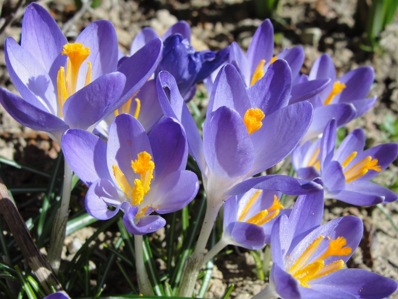 Lo zafferano di Maria Elena in fiore a La Taverna - Gambassi Terme