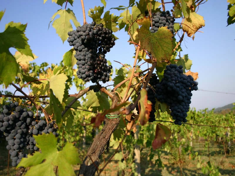 Uva matura a Pietralta, Gambassi Terme